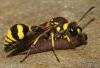 Eumenes subpomiformis
